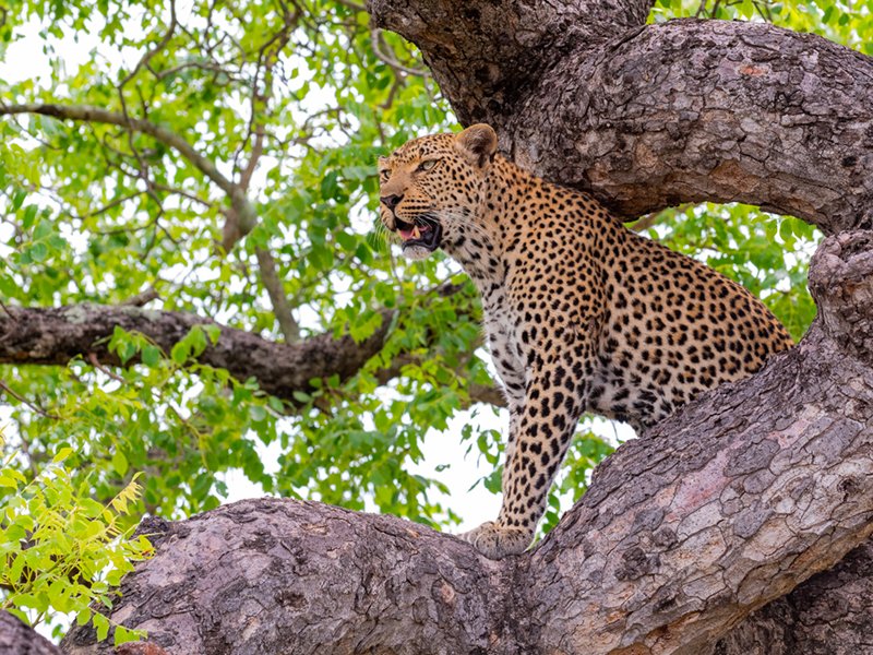 Leopard resting in a tree