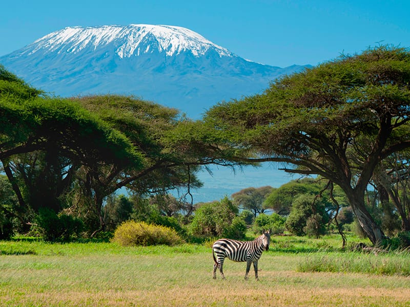 A zebra near Kilimanjaro