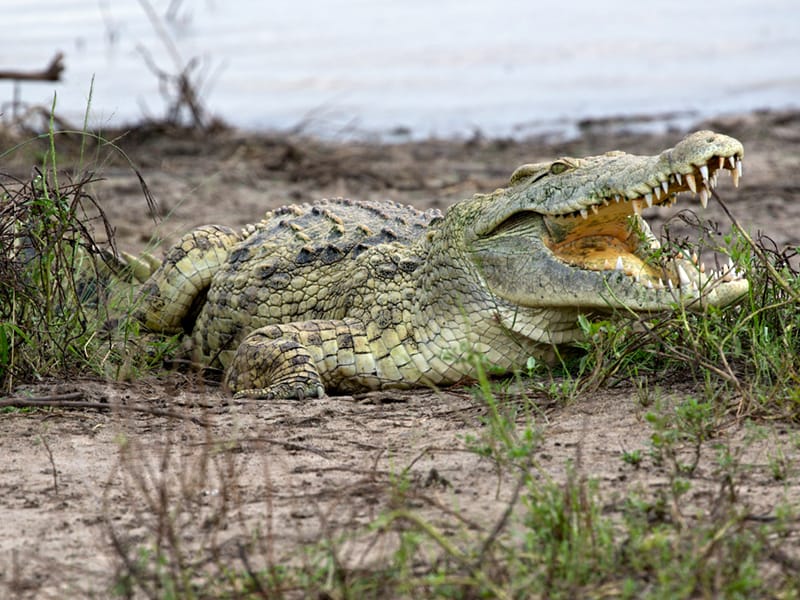 Nile Crocodile at Nyerere National Park