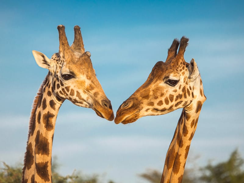 Two giraffes in nature Two giraffes in nature